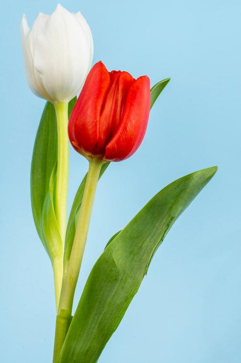 Gratis Foto sidevisning af hvide og røde farver tulipaner på blåt bord