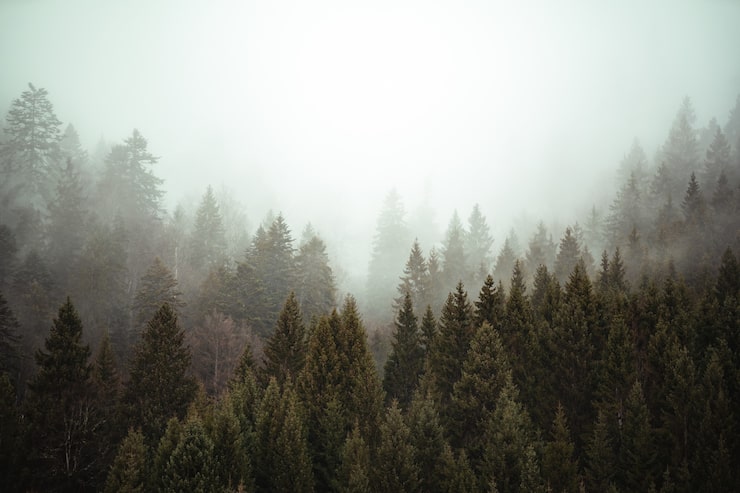 Gratis Bild träd bredvid varandra i skogen täckt av den krypande dimman