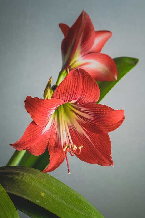 Gratis Bild vacker bild av de blommande röda liljeblommorna isolerade