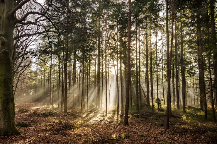 Gratis Bild vacker bild av en skog med höga gröna träd på dagen