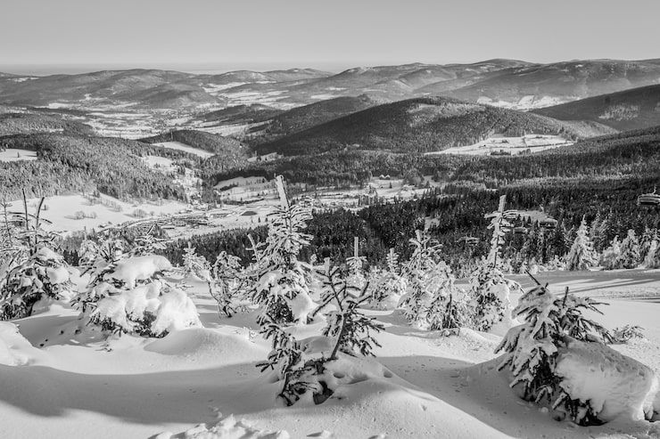 Gratis Bild vacker bild av granarna och bergen täckta av snö