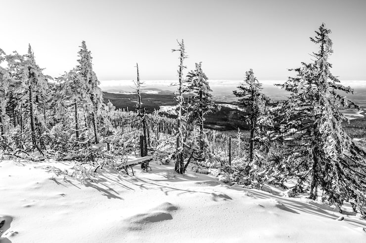 Gratis Bild vacker bild av granarna täckta av snö i skogen med den klara himlen