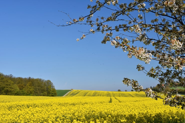 Gratis Bild vacker blommande fruktträdsgren. gula blommande fält, markväg och vacker dal, nat