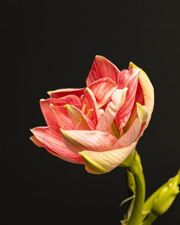 Gratis Bild vacker makro persikofärgad blomma