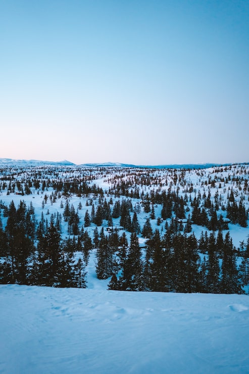 Gratis Bild vacker natur med en skog med många granar täckta med snö i norge