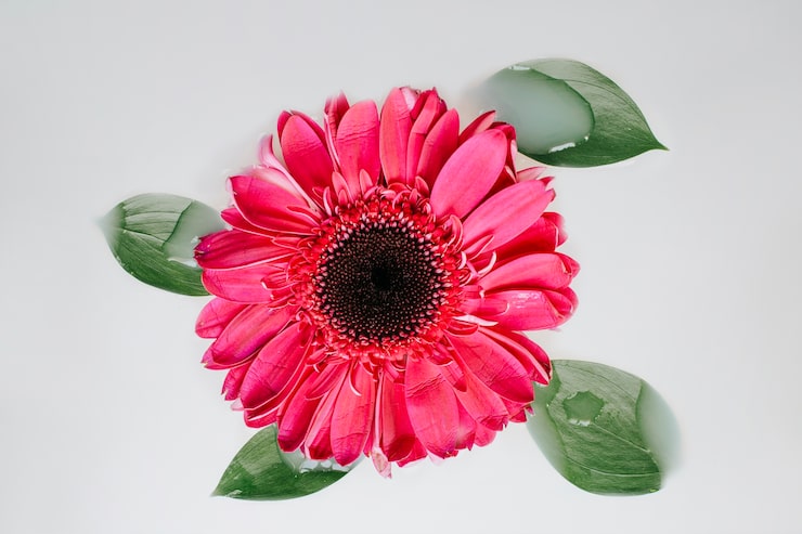 Gratis Bild vacker röd blomma