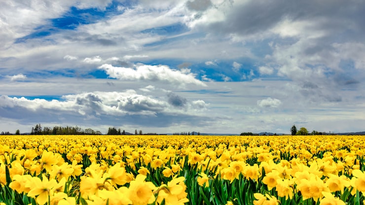 Gratis Bild vackert fält täckt med gula blommor med magnifika moln på himlen i