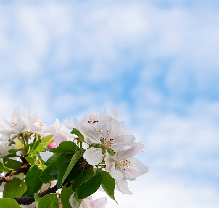 Gratis Bild vackra vita blommor mot blå himmel
