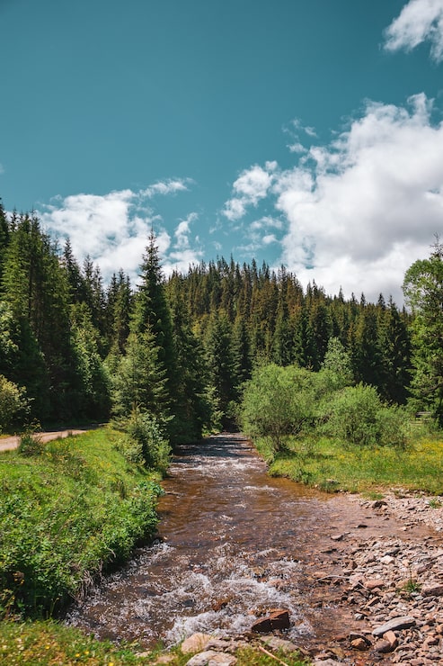 Gratis Bild vertikal bild av en liten flod omgiven av träd och stenar i en skog under en blå molnig himmel
