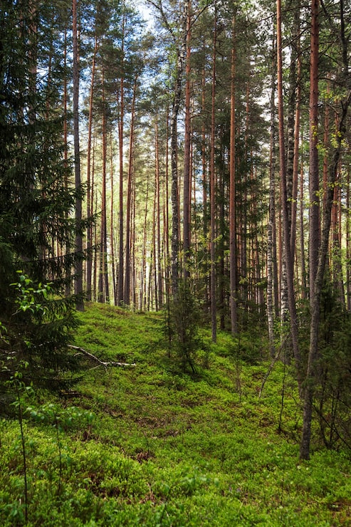 Gratis Bild vertikal bild av tallskog med en lugn sjö en varm sommardag
