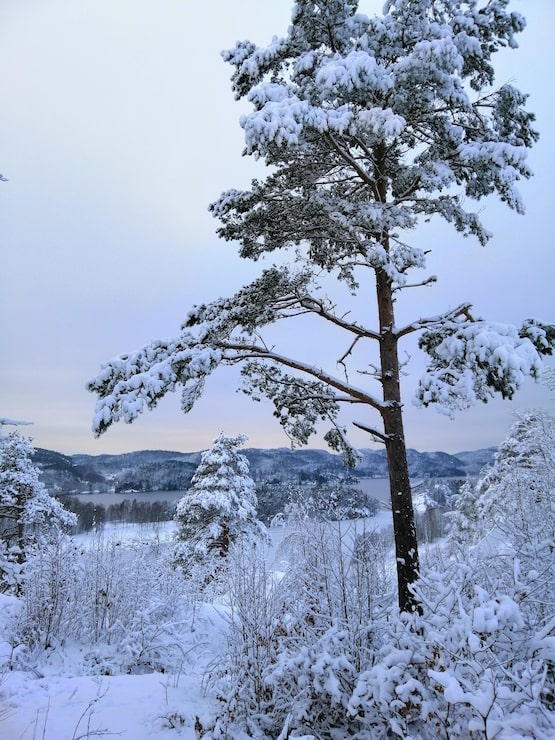 Gratis Bild vertikal bild av träd i en skog täckt av snö i larvik i norge