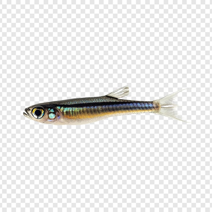 Gratis PSD detaljert nærbilde av en liten slank fisk