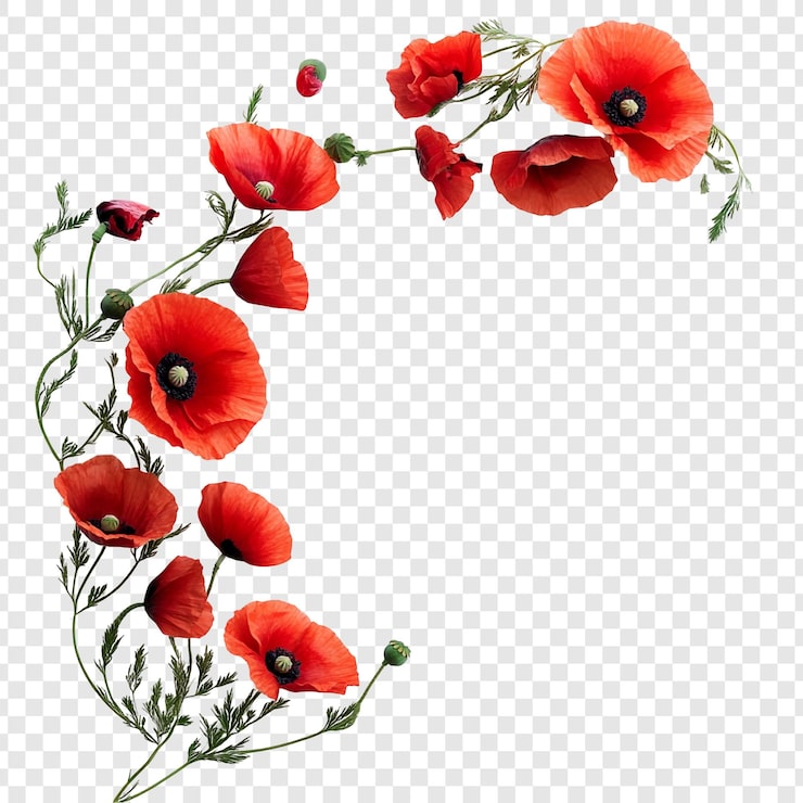 Gratis PSD eleganta röda vallmo blomsterarrangemang en fantastisk uppvisning av naturens skönhet