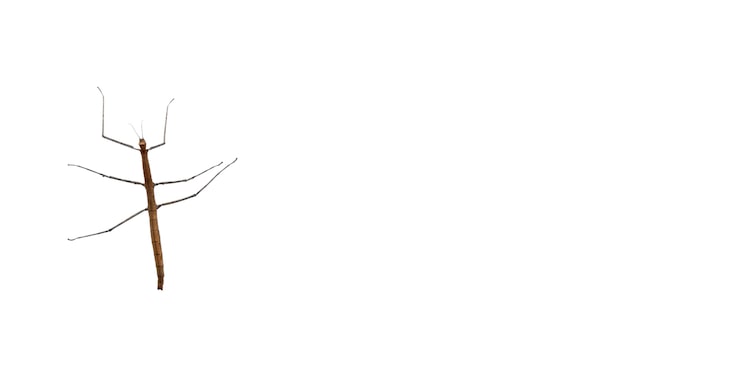 Gratis PSD visning af pindsvin
