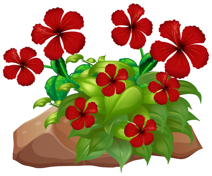 Gratis Vektor rød hibiscus med blader