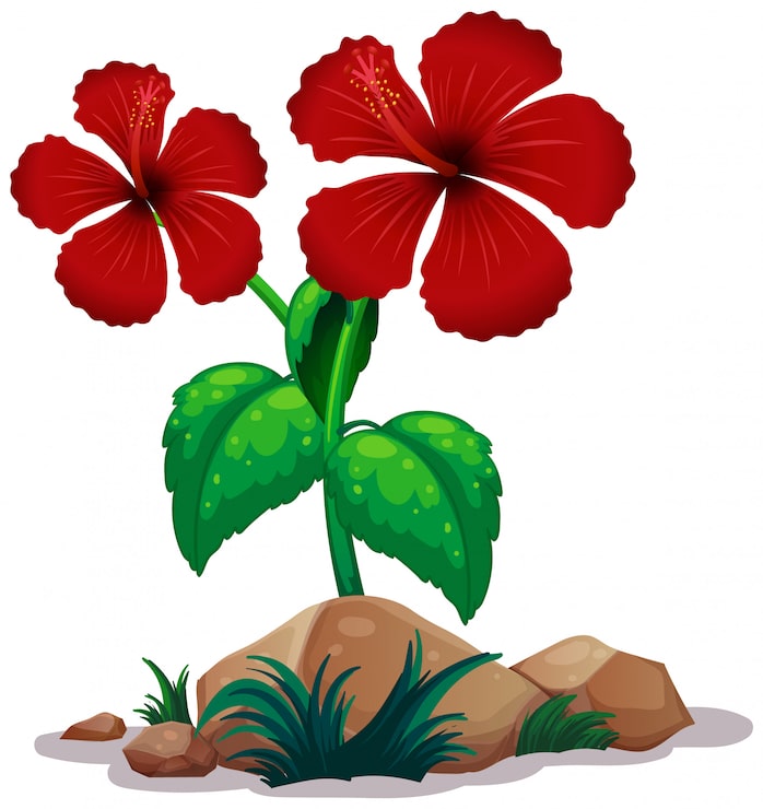 Gratis Vektor røde hibiskusblomster på hvit bakgrunn