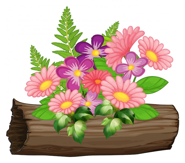 Gratis Vektor rosa og lilla gerbera prestekrageblomster