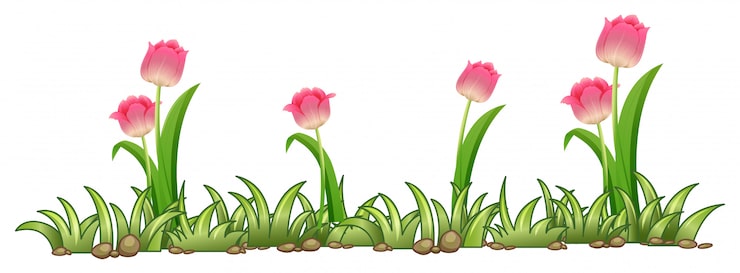 Gratis Vektor rosa tulipanhage på hvit bakgrunn