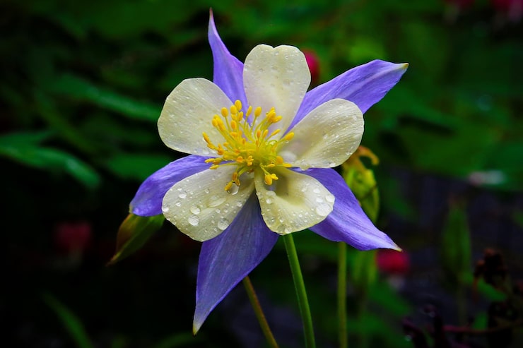 Photo cận cảnh giọt nước trên hoa aquilegia caerulea