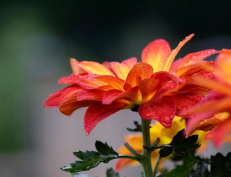 Photo hoa hồng đỏ круп план
