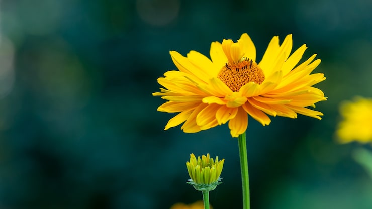 Miễn phí Photo ảnh cận cảnh bông hoa gaillardia màu vàng