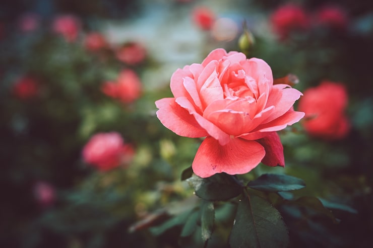 Miễn phí Photo ảnh cận cảnh một bông hồng vườn màu hồng với hiệu ứng mờ tự nhiên - tuyệt vời cho một blog