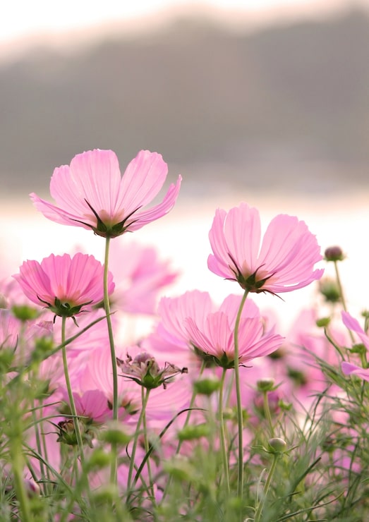Miễn phí Photo hoa cosmos