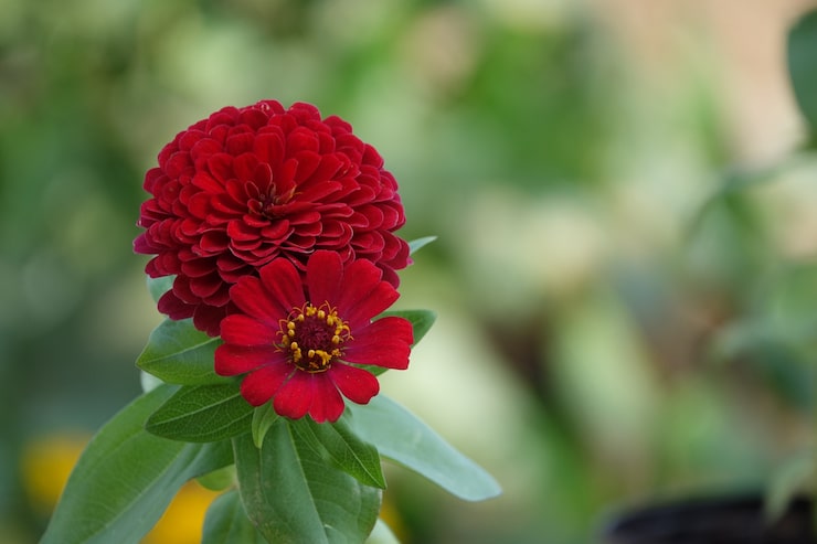 Miễn phí Photo hoa đỏ với nền ngoài tiêu cự