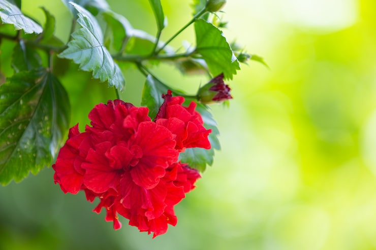 Miễn phí Photo những bông hoa đỏ xinh đẹp nở rộ trong tự nhiên