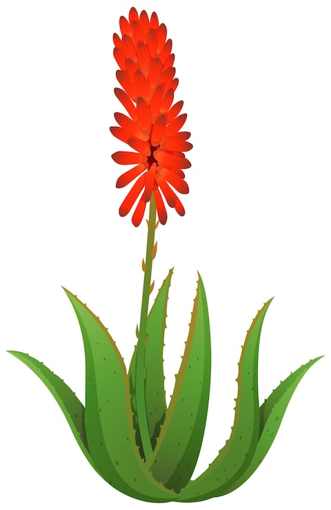 Ilmainen Vektori aloe vera punaisilla kukilla