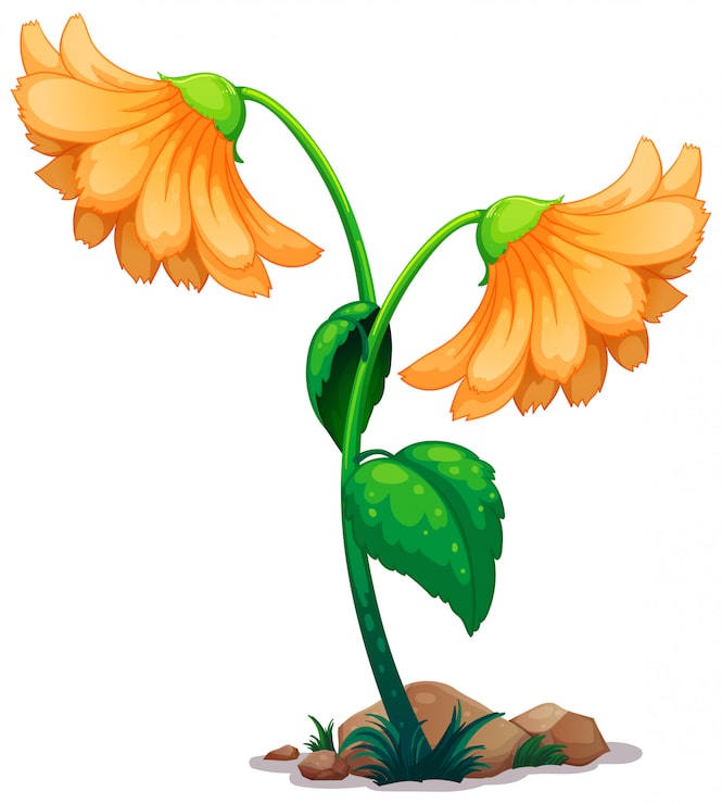 Ilmainen Vektori kaksi gerbera-kukkaa valkoisella pohjalla.