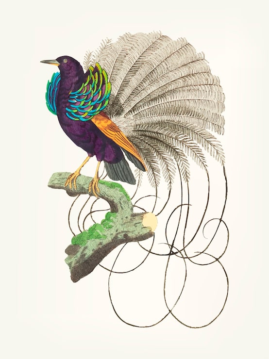 Ilmainen Vektori käsin piirretty *vaillantian paradise bird*