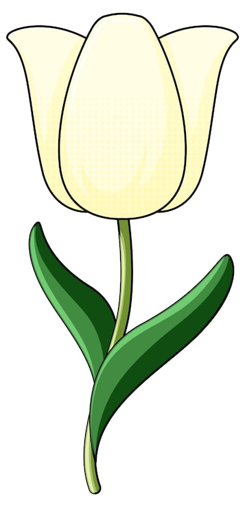 Ilmainen Vektori valkoinen tulppaani vihreillä lehdillä