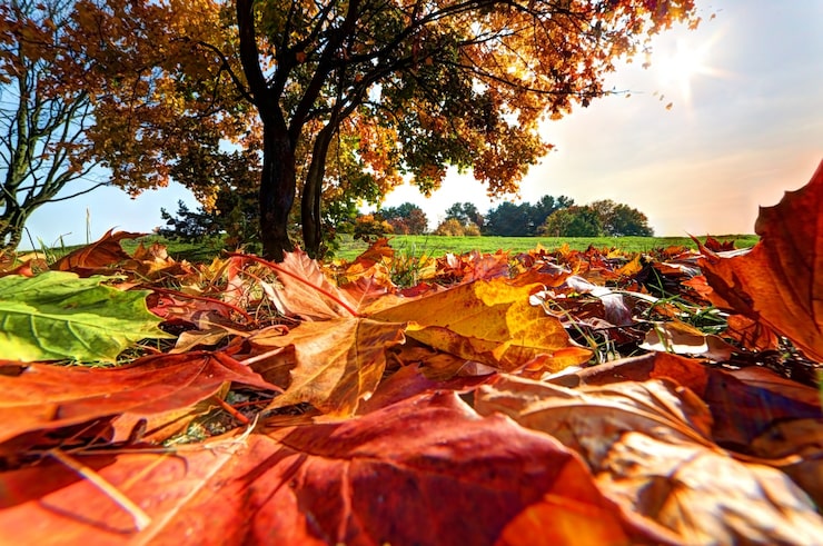 Photo gratuit arbre vu de feuilles broyées