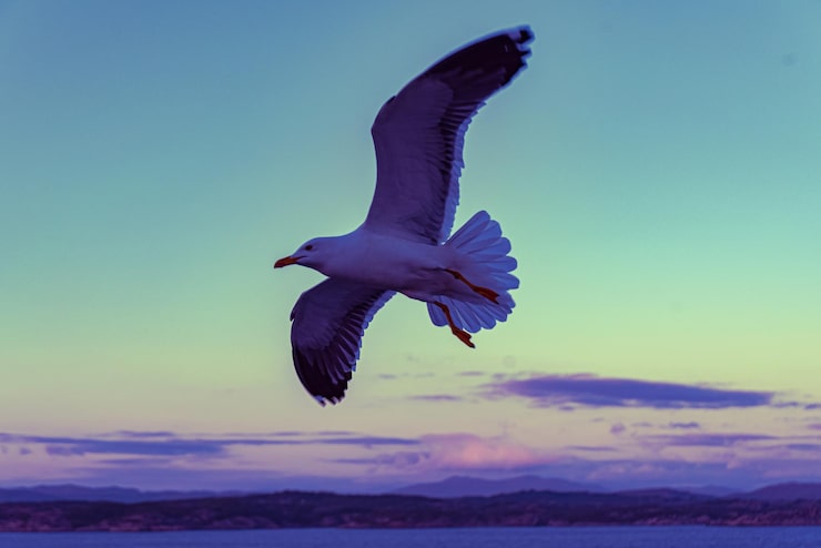 Photo gratuit une belle photo des vagues de la mer un oiseau qui vole