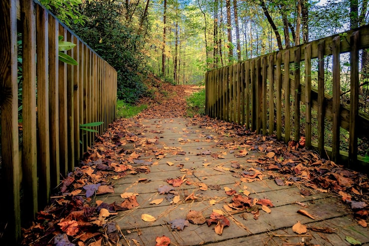 Photo gratuit belle vue sur la verdure et un pont dans la forêt - parfait pour le fond