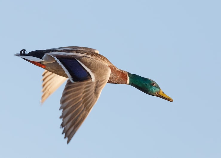 Photo gratuit le canard sauvage volant