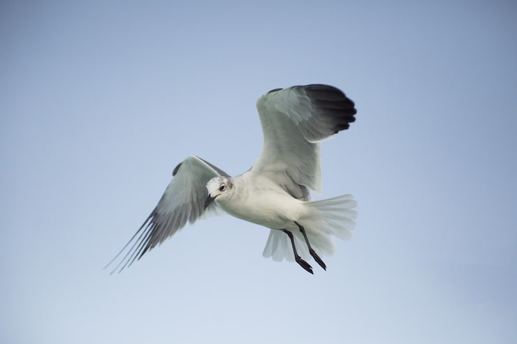 Photo gratuit capture d'écran d'une mouette volant sur un fond de ciel clair