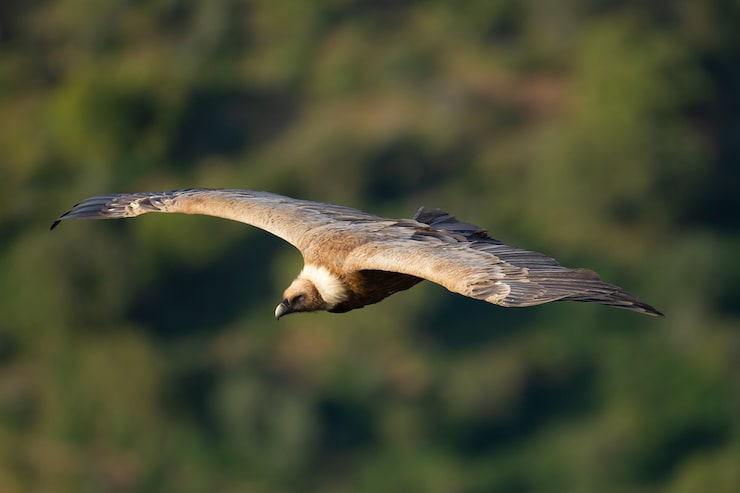 Photo gratuit capture d'écran d'un vautour fauve volant dans une forêt