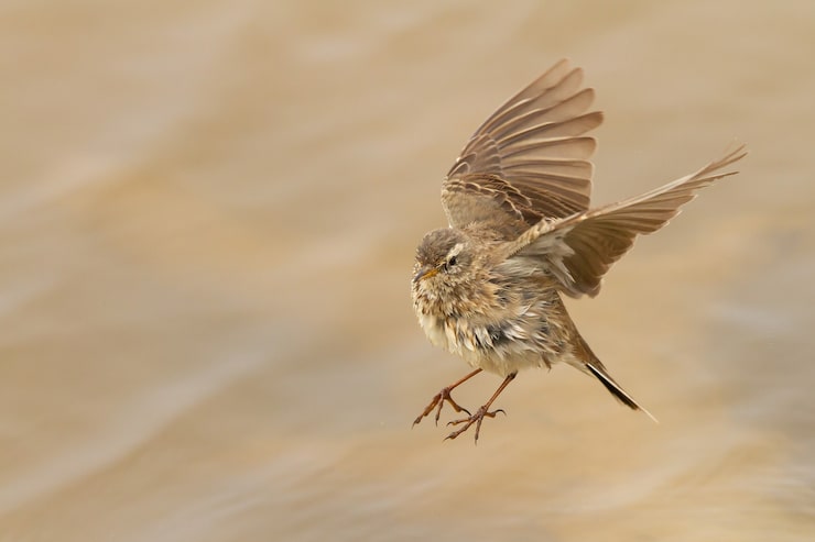 Photo gratuit capture sélective d'un anthus spinoletta volant ou d'un pipit d'eau pendant la journée