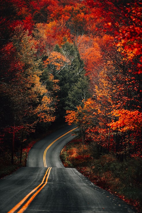 Photo gratuit capture verticale d'une route sinueuse dans une forêt couverte d'arbres jaunissants et de feuilles séchées en automne
