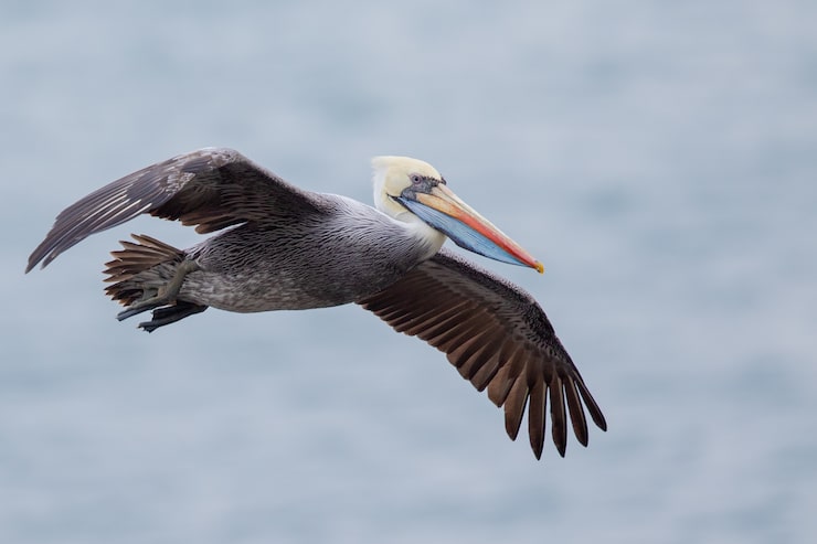 Photo gratuit coup de mise au point sélective d'un pélican volant