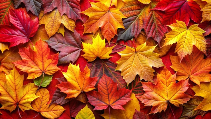 Photo gratuit les feuilles d'automne vibrantes de près