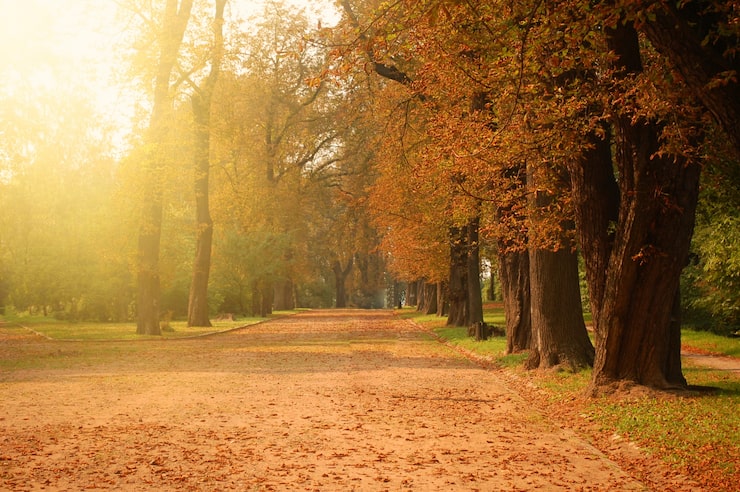 Photo gratuit forêt d'automne.
