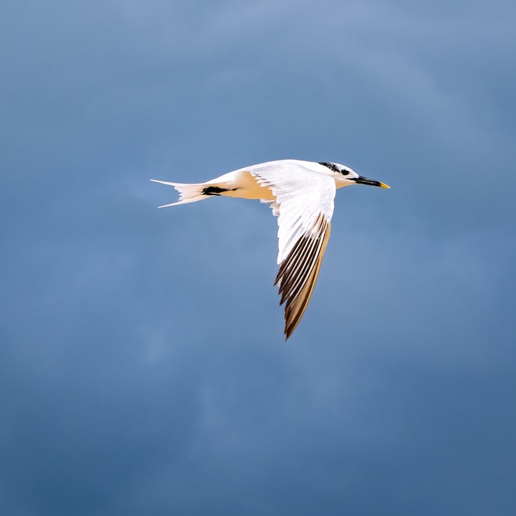 Photo gratuit gros plan d'une mouette avec ciel bleu