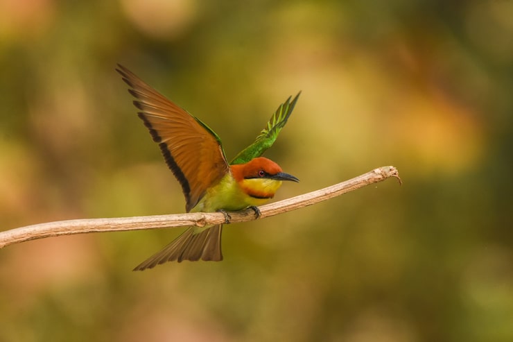 Photo gratuit guêpier à tête marron (merops leschenaulti) s'apprête à voler