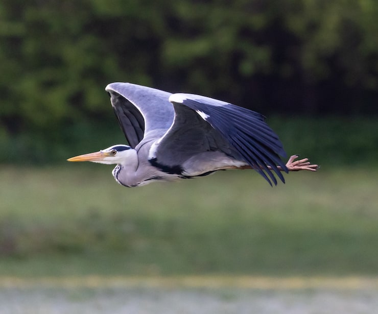 Photo gratuit héron cendré volant