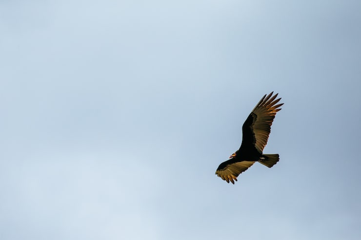 Photo gratuit low angle view of a red-tailed hawk flying dans le ciel sous la lumière du soleil