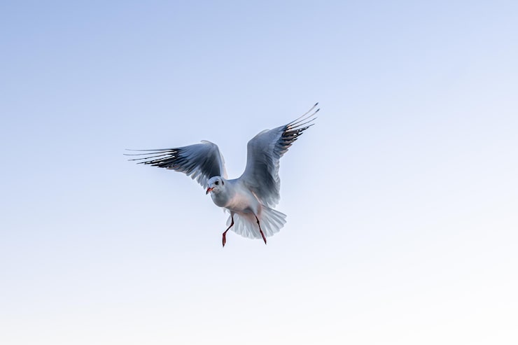 Photo gratuit mouette planant dans un ciel clair à l'aube, vol minimal