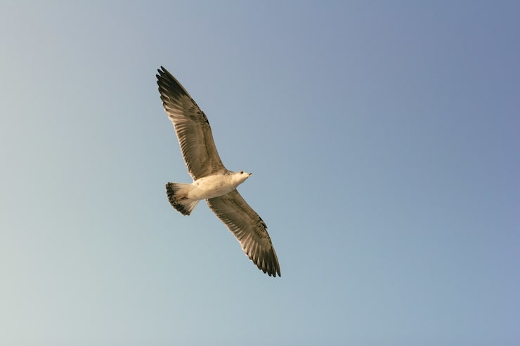 Photo gratuit la mouette qui vole